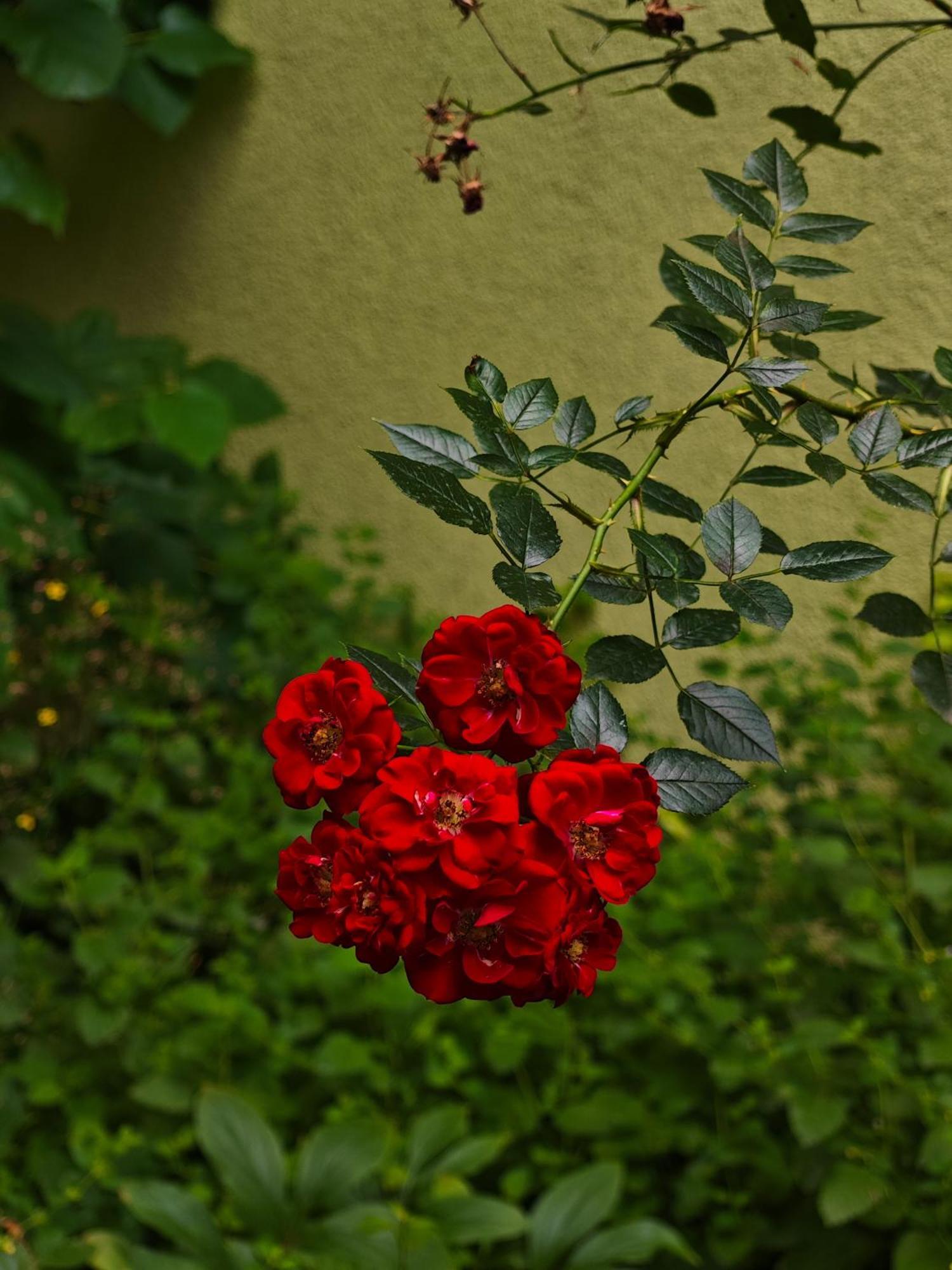 Vintage Room With Garden View Bratislava Extérieur photo